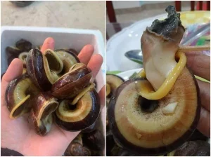 cách làm ốc núi hết nhớt - Nguyên liệu chuẩn bị cho món ốc núi