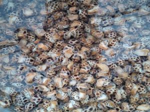 cách nuôi ốc hương - Chuẩn bị ao/bể nuôi ốc hương