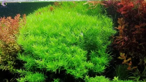 Đặc điểm sinh học và giá trị thẩm mỹ của cây vảy ốc xanh