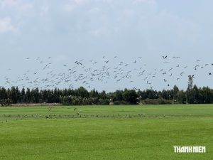 cò ốc sách đỏ - Đặc điểm sinh học và hình thái nhận diện
