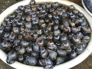 Phân khúc giá ốc bươu đen thương phẩm tại chợ