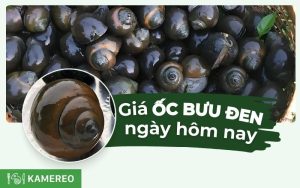 Cập nhật chi tiết giá ốc bươu đen hôm nay theo từng phân khúc
