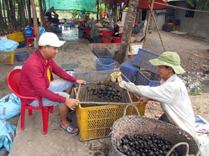 Nguồn gốc và sự biến động của giá ốc bưu vàng trên thị trường