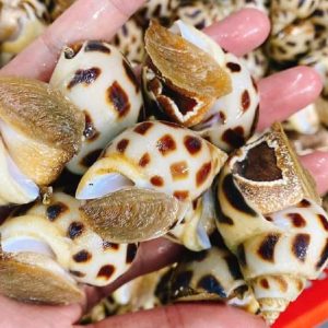 giá ốc hương loại 1 - Góc Ẩm Thực và giá trị dinh dưỡng của ốc hương