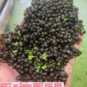 Biến động giá ốc nhồi giống mới nhất trên thị trường hiện nay