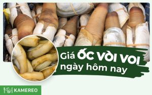 Biểu giá ốc vòi voi trên thị trường hiện nay