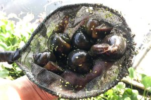 hình ảnh ốc nhồi - Đặc điểm hình thái và nhận diện ốc nhồi