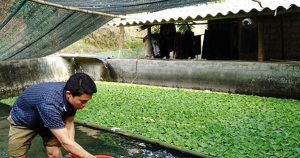 kỹ thuật nuôi ốc nhồi - Tiềm năng kinh tế và đặc tính sinh học của ốc nhồi