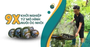 Tiềm năng kinh tế và ưu điểm vượt trội của mô hình nuôi ốc nhồi