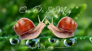 nằm mơ thấy bắt ốc dưới nước - Tổng quan nhanh về giấc mơ bắt ốc dưới nước