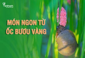 ốc bươu làm món gì ngon - Giá trị dinh dưỡng và đặc tính của ốc bươu