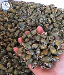 ốc cà na bao nhiêu 1kg - Ốc cà na sống ở đâu?