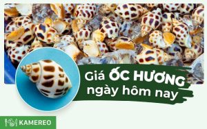 Phân loại kích cỡ và mức giá ốc hương bao nhiêu 1kg hiện nay