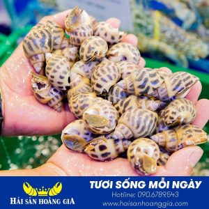 Nguyên liệu làm món ốc hương hấp sả