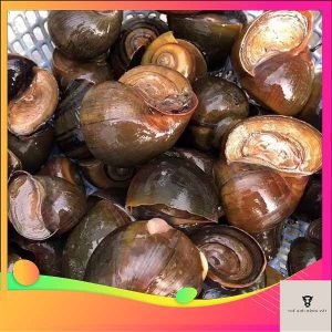 ốc lác là ốc gì - Nguồn gốc và môi trường sống của ốc lác
