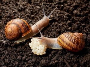 ốc ma ăn được không - Đặc tính sinh học của ốc sên ma
