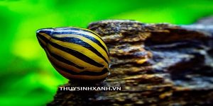 ốc nerita ăn gì - Đặc điểm ốc nerita và khả năng dọn rêu hại đỉnh cao