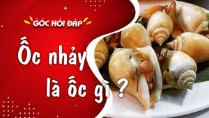 ốc nhảy làm gì ngon - Ốc nhảy là gì và đặc điểm nhận dạng