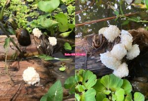 ốc nhồi bao nhiêu tiền 1kg - Thị trường ốc nhồi thương phẩm hiện nay ra sao