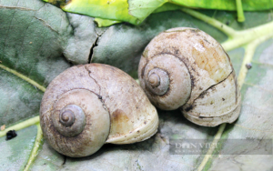 ốc núi tây ninh - Nguyên liệu chuẩn bị cho món ngon