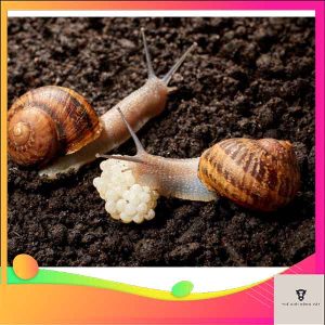 tác hại của ốc sên - Ổ chứa ký sinh trùng và mầm bệnh nguy hiểm cho con người