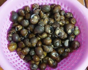 Nguyên liệu làm thịt ốc bươu xào sả ớt