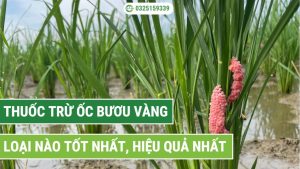 thuốc diệt ốc bươu vàng - Thuốc trừ ốc bươu vàng hóa học