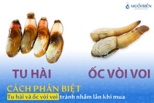 Sự thật thú vị về tu hài và ốc vòi voi