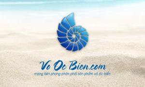 vỏ ốc biển đẹp - Phân loại các dòng vỏ ốc biển phổ biến nhất